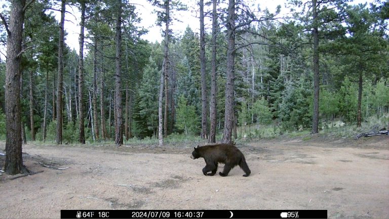 Bear Sighting